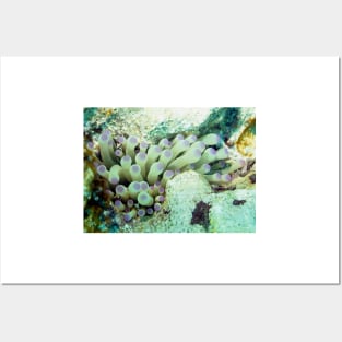 Purple Tipped Giant Sea Anemone and Cleaner Shrimp Posters and Art